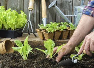 Em tempos de crise, a solução é cultivar alguns vegetais em casa