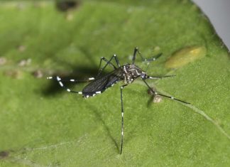População deve ter atenção com o Aedes aegypti, durante o período de calor