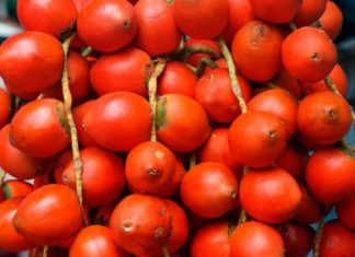 Os benefícios da pupunha para saúde